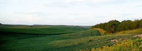 green field with flowers in foreground