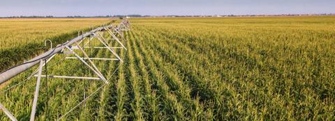 cornfield with center pivot 