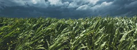 Corn field in a storm