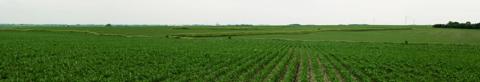 Newly planted field of crops