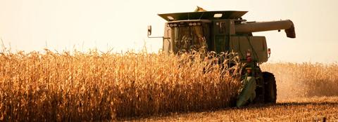 combine harvesting corn