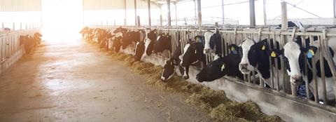 dairy cows eating in barn