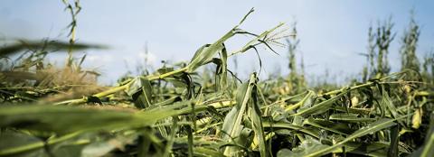 down corn due to wind