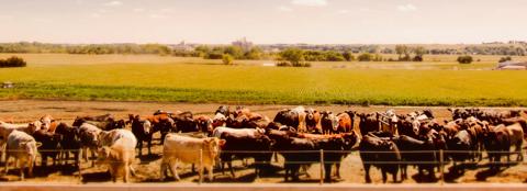 cattle in field