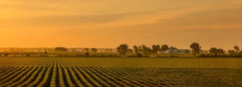 soybean field with farm in the late evening sun