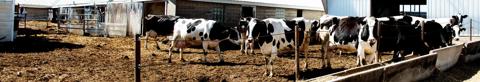 Dairy cows in livestock building