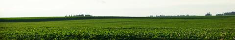 Green field of crops