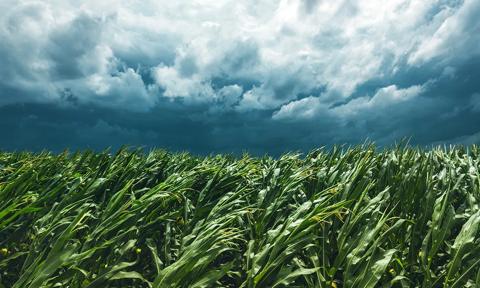 damaged cornfield under stormy sky