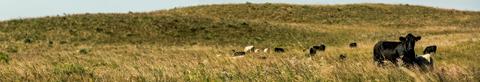 Cattle in pasture
