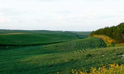 rolling green field that stretches for miles with strip of trees to one side