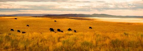 Golden field with black cattle and mountains in the background
