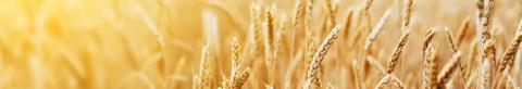 Close-up of a wheat field during golden hour