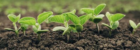 young soybean plant