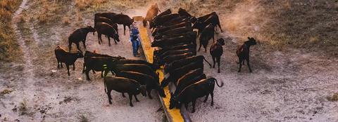 herd of cattle feeding