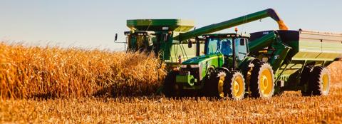 harvesting corn