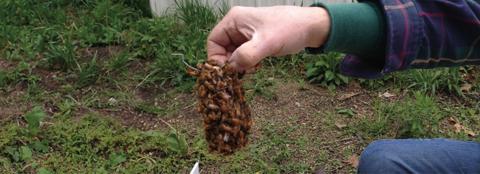 hand holding part of a beahive