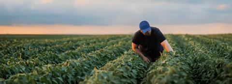 Producer in a soybean field inspecting crop