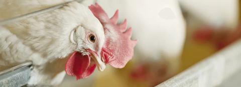 close up of a chicken in a coop