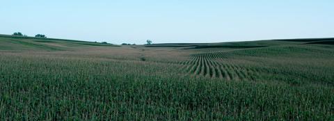 green and golden cornfield