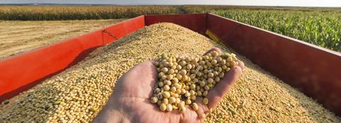 hand cupping soybeans in a grain cart