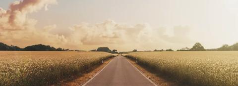 a road between two fields of crops