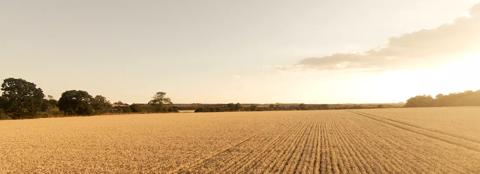 farmland in the early morning