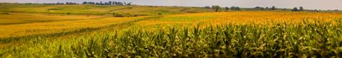 Golden rolling cornfield that stretches on for miles