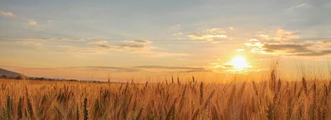 Wheat field at sunset