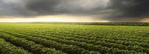 soybean field with storm clouds