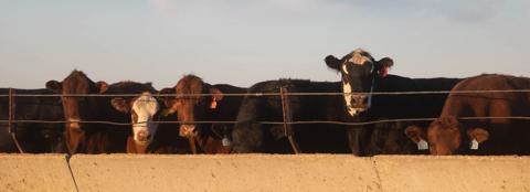 cattlefax-webinar-hero