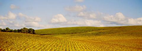 Farmland with blue sky