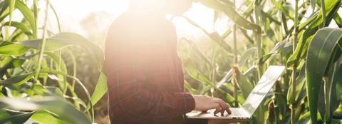 A man in the middle of a corn field looking at his laptop