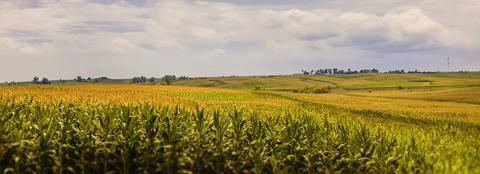 up close of corn with field in the background