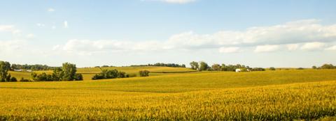 Late summer corn field landscape