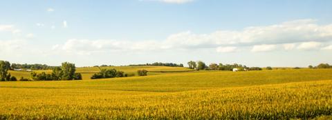 Late summer corn field landscape