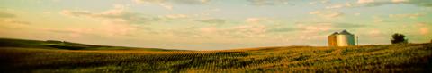 Dramatic cornfield at sunset