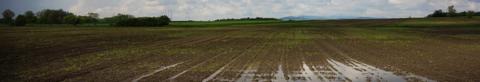 Spring field with pooled water