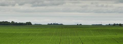 Large dark green corn stalk graphic next to a smaller light green corn stalk graphic