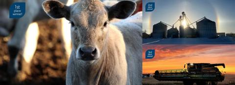 Collage of 3 photos: one close-up of a white cow, one combine during a sunset, and a group of grain bins during winter at sunset