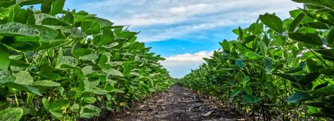 Close up in the middle of two rows of soybeans during summer
