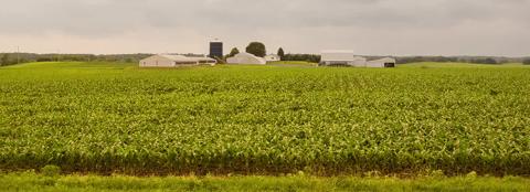 spring soybean field with farm buildings in the background