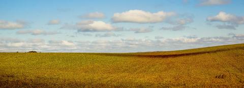 Green farm land with blue sky