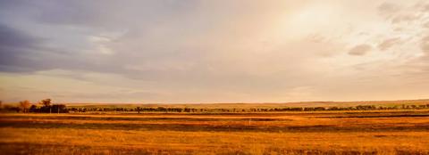 open field with harvest field and trees in the background