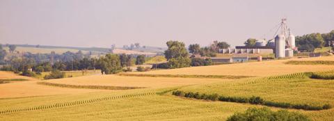 rolling cornfield with dark green color wash