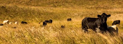 Cattle in a field