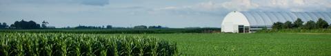 cornfield with ag buildings in the distance