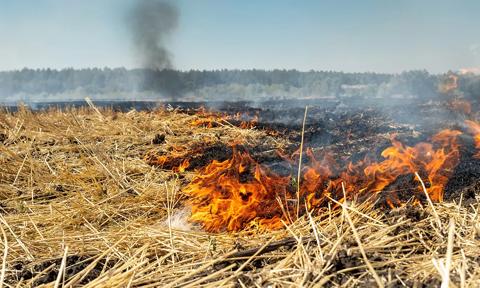 fire blazing in open field with forest in the distance