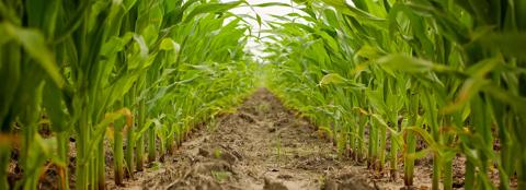 understanding-crop-and-livestock-income-protection