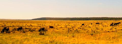 risk management navigate volatile markets