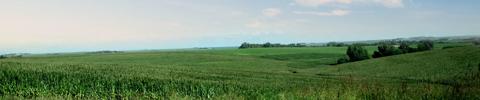 Green corn field landscape